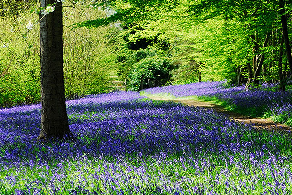 Bluebell Spectacular at Hole Park Gardens