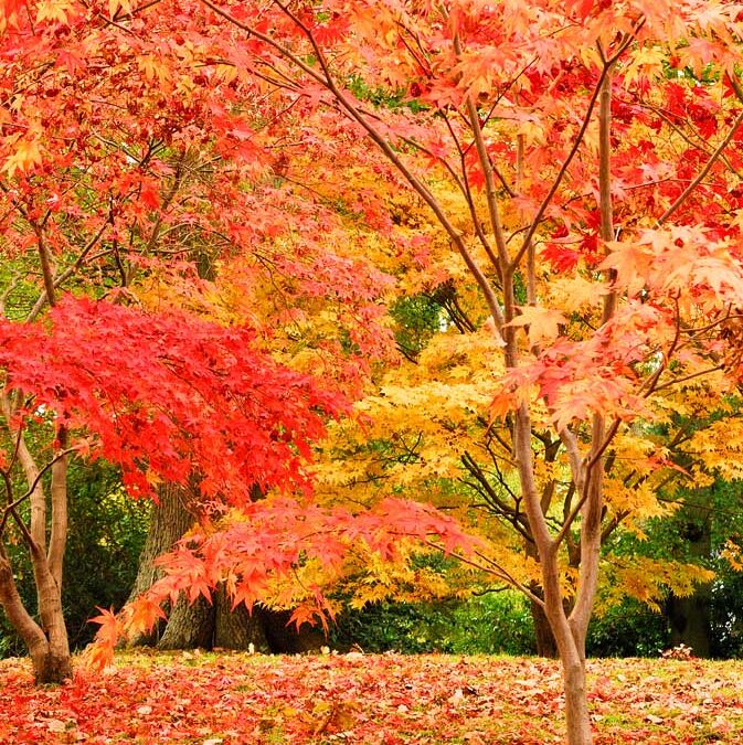 Autumn Sundays at Hole Park Gardens in Kent 2024