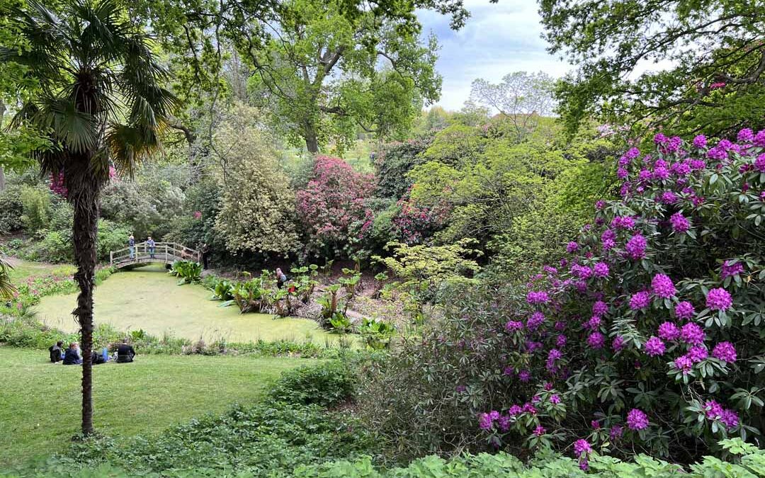 Wild Orchids at Hole Park Gardens in Kent