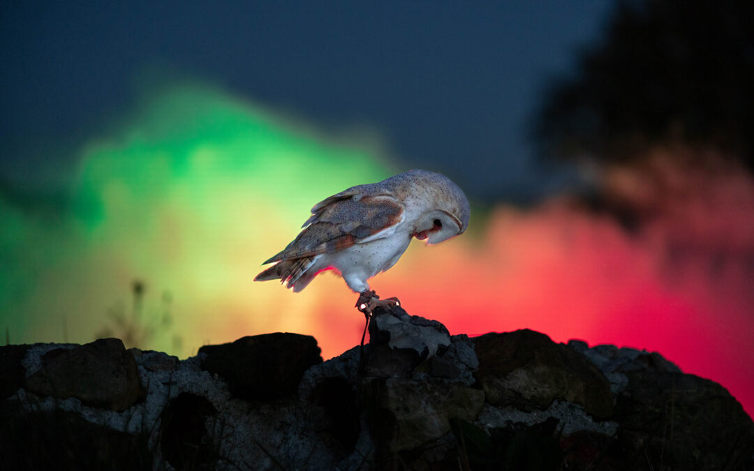 Twilight Owl Show at Groombridge Place this Christmas
