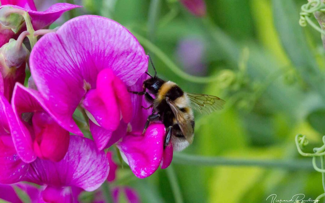 Bee Workshop at Hole Park Gardens 27 July 2023