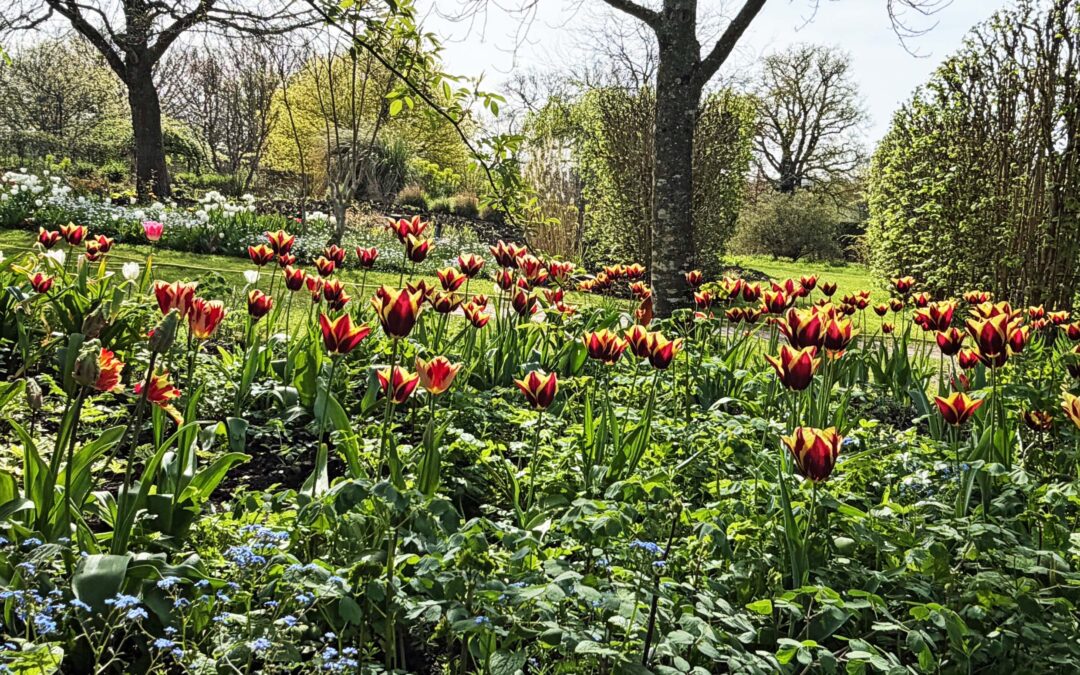 Merriments Garden & Cafe reopens