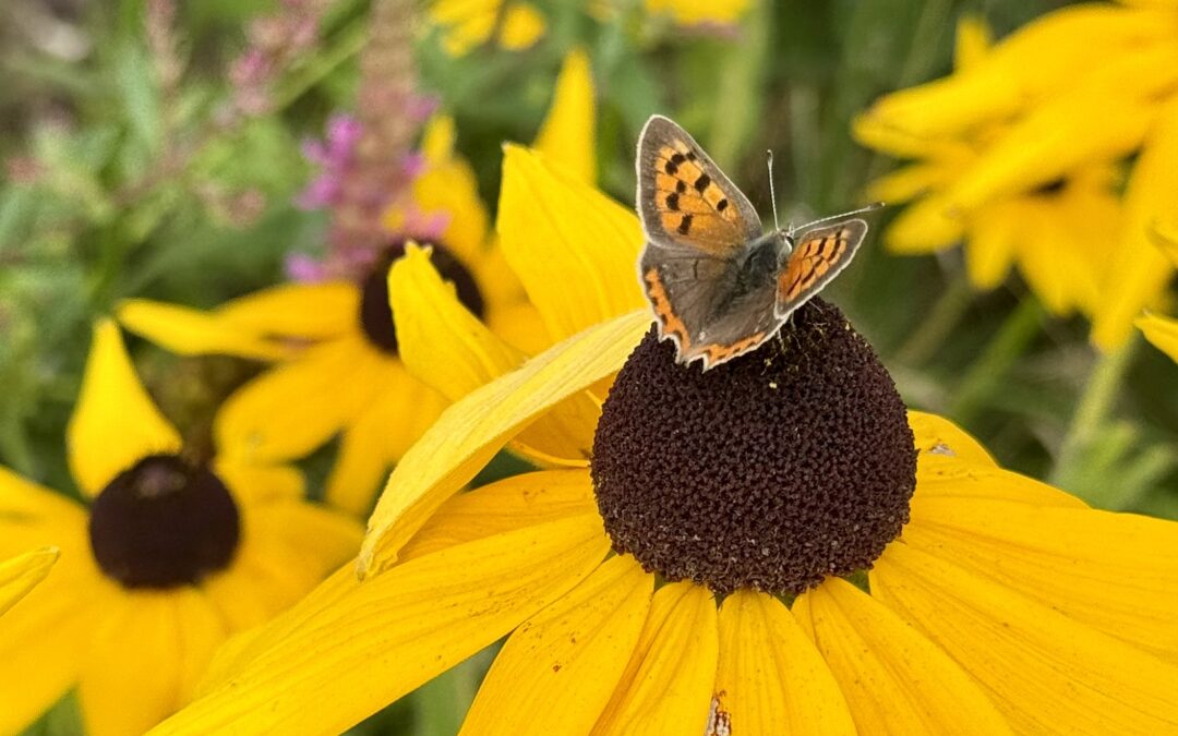 Garden Open Daily at Merriments alongside Conservatory Cafe