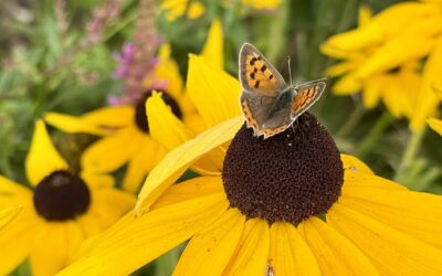 Free Entry to Merriments Gardens on Open Day – 23 August 2026